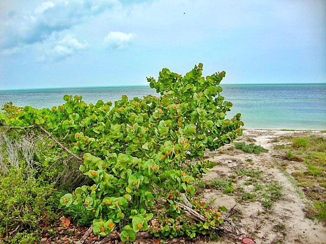 private property land for sale holbox island real estate 1